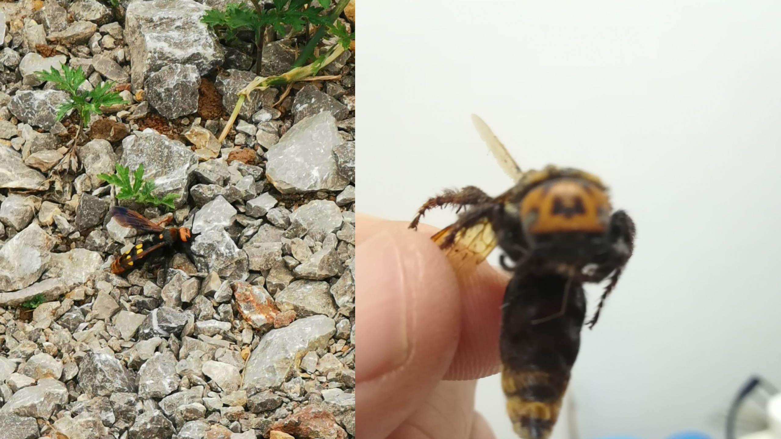 ŠTO NAM TO OGROMNO LETI IZNAD GLAVA? Skuplja nektar i sije paniku!